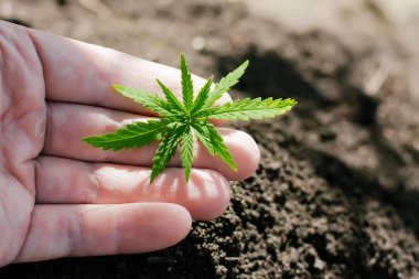 Kenevir filizi büyüyor. Çiftçiler marihuana fidesi ekiyor. H