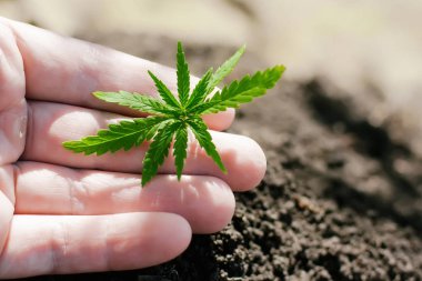 Kenevir filizi büyüyor. Çiftçiler marihuana fidesi ekiyor. H