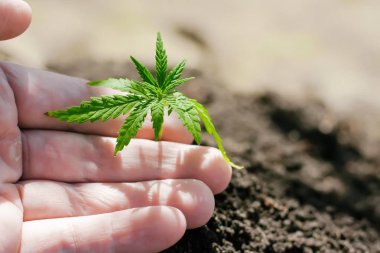 Kenevir filizi büyüyor. Çiftçiler marihuana fidesi ekiyor. H