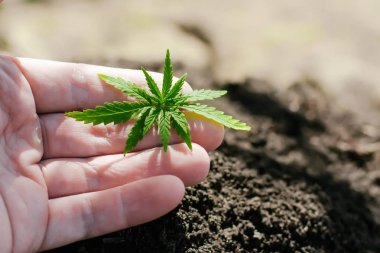 Kenevir filizi büyüyor. Çiftçiler marihuana fidesi ekiyor. H