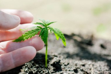 Kenevir filizi büyüyor. Çiftçiler marihuana fidesi ekiyor. H