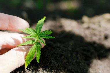 Kenevir filizi büyüyor. Çiftçiler marihuana fidesi ekiyor. H