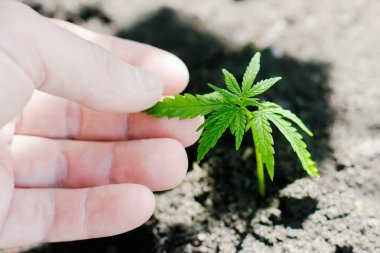 Kenevir filizi büyüyor. Çiftçiler marihuana fidesi ekiyor. H