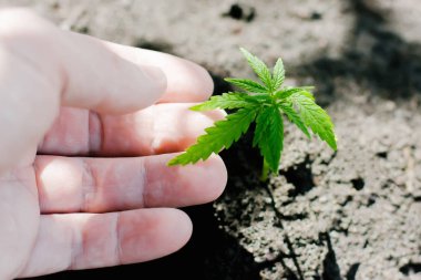 Kenevir filizi büyüyor. Çiftçiler marihuana fidesi ekiyor. H