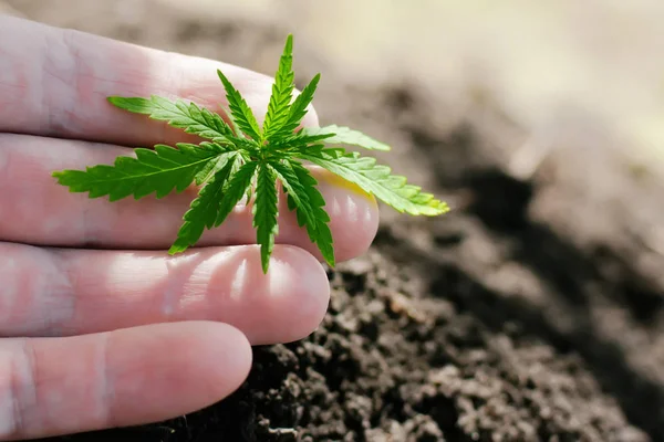 En ung grön cannabis fröplanta i handen på en suddig bakgrunds — Stockfoto