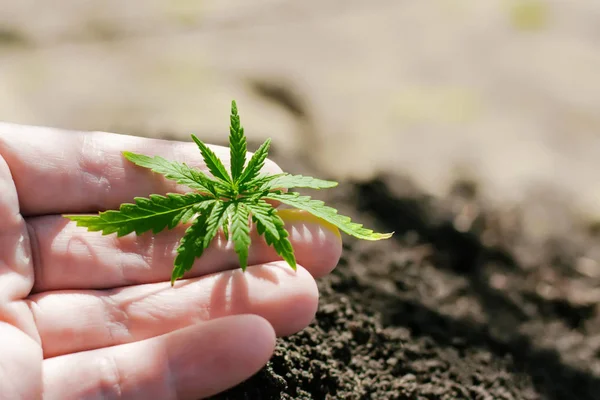 En ung grön cannabis fröplanta i handen på en suddig bakgrunds — Stockfoto