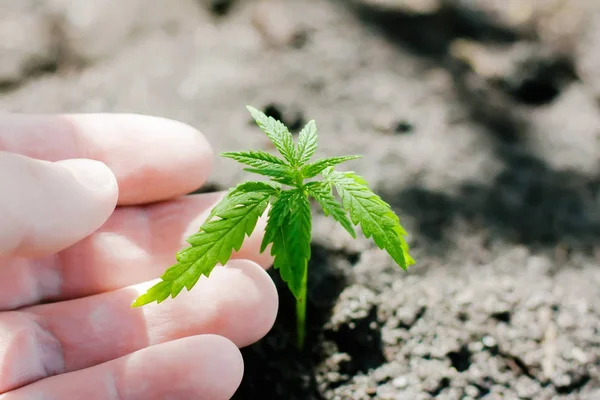 En ung grön cannabis fröplanta i handen på en suddig bakgrunds — Stockfoto