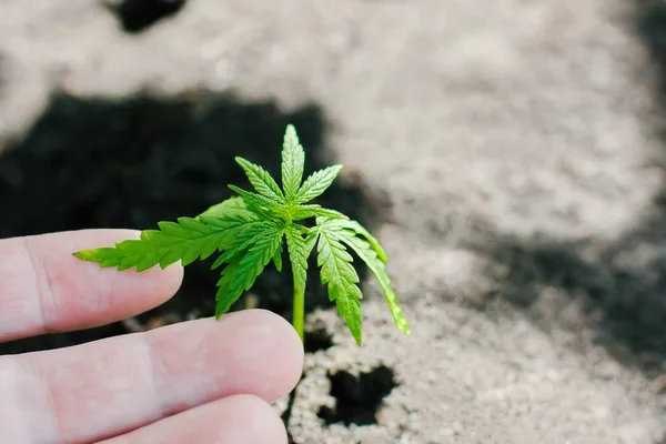 En ung grön cannabis fröplanta i handen på en suddig bakgrunds — Stockfoto