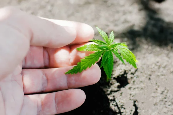 En ung grön cannabis fröplanta i handen på en suddig bakgrunds — Stockfoto