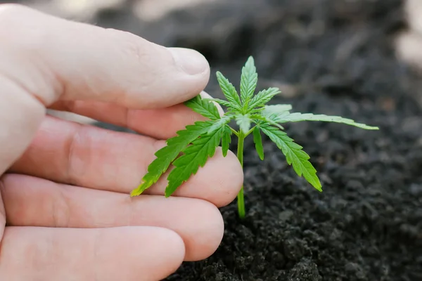 Hampa groddar växer. Jordbrukare plantera marijuana fröplanta. H — Stockfoto