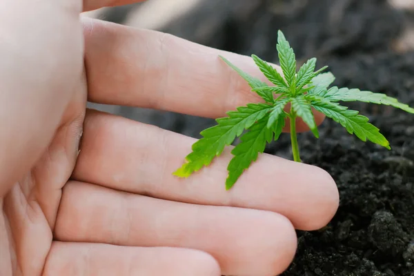 Hampa groddar växer. Jordbrukare plantera marijuana fröplanta. H — Stockfoto