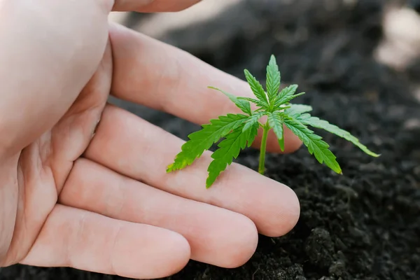 Hampa groddar växer. Jordbrukare plantera marijuana fröplanta. H — Stockfoto