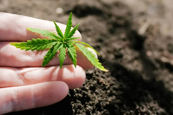 Hampa groddar växer. Jordbrukare plantera marijuana fröplanta. H — Stockfoto