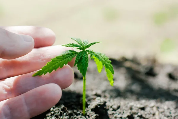 Hampa groddar växer. Jordbrukare plantera marijuana fröplanta. H — Stockfoto