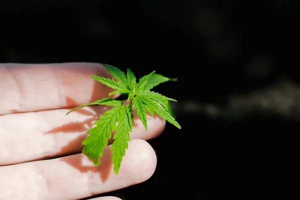 Hanfsprossen wachsen. Bauern pflanzen Marihuana-Setzlinge an. h — Stockfoto