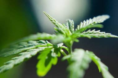 Güzel bir bulanık arka plan üzerinde kenevir filizi bitki makro. Textu