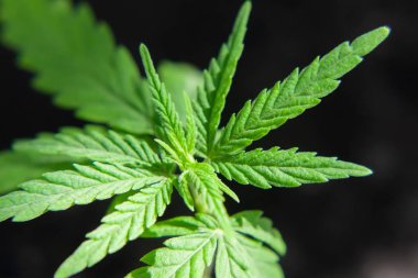 Bulanık arka plan ile yeşil kenevir yaprağı yakın çekim. Tıbbi o