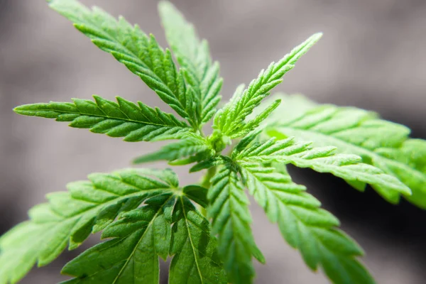 Sprout of medical marijuana plant macro growing indoor. Cannabis
