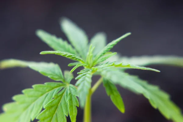 Hemp sprout plant macro on a beautiful blurred background. Textu