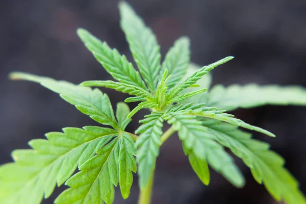 Hemp sprout plant macro on a beautiful blurred background. Textu