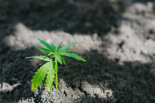 Sprout av medicinsk marijuana växt som växer inomhus. Cannabisplantan — Stockfoto