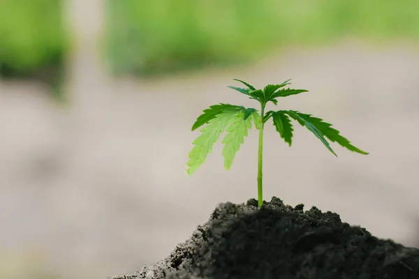 Sprout of medical marijuana plant growing indoor. Cannabis plant