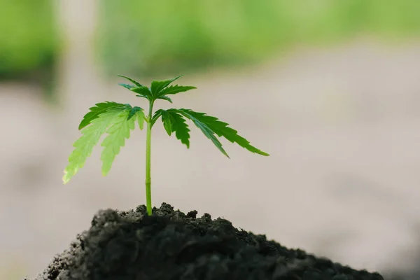 Unga cannabisplantor som växer från marken. Grön hampa på t — Stockfoto