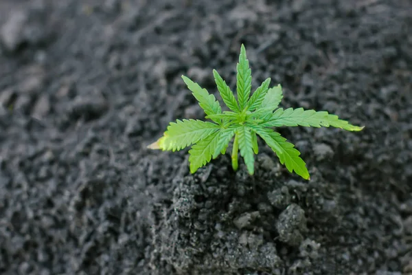 Sprout of medical marijuana plant growing indoor. Cannabis plant