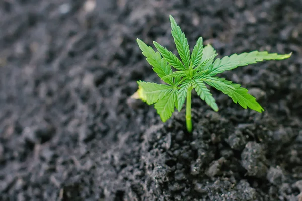 Sprout av medicinsk marijuana växt som växer inomhus. Cannabisplantan — Stockfoto