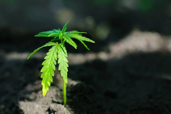 Unga cannabisplantor som växer från marken. Grön hampa på t — Stockfoto