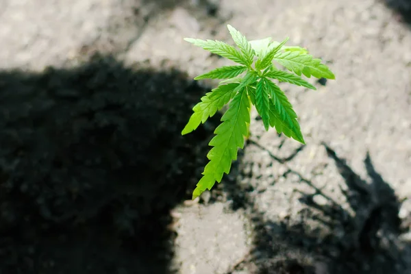 Sprout of medical marijuana plant growing indoor. Cannabis plant