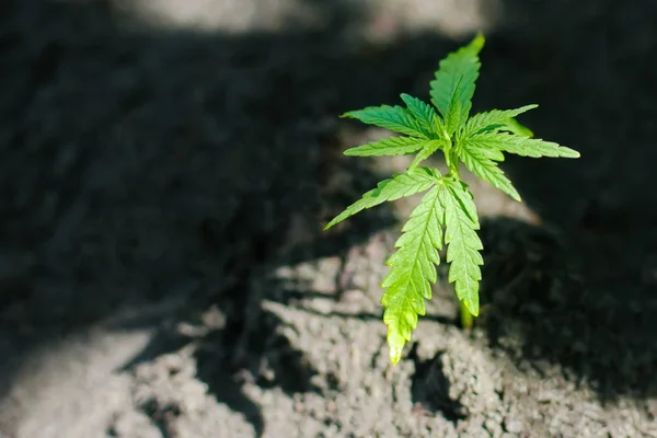 Sprout of medical marijuana plant growing indoor. Cannabis plant