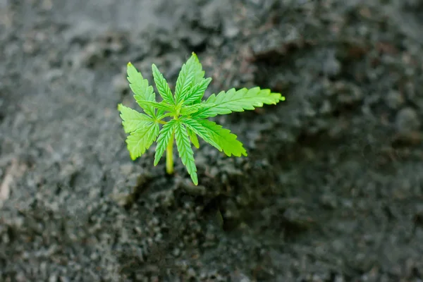 Sprout of medical marijuana plant growing indoor. Cannabis plant