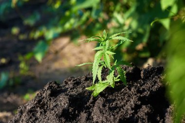 Esrar esrar bitki üzerinde bırakır, mari hasat kontrol