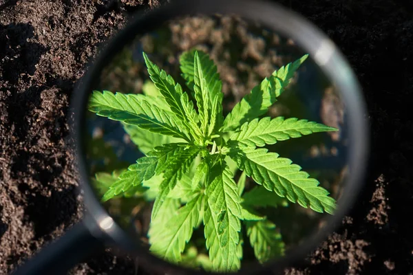 Kannabisz elhagyja a marihuána növény, ellenőrzi a termés Mari — Stock Fotó