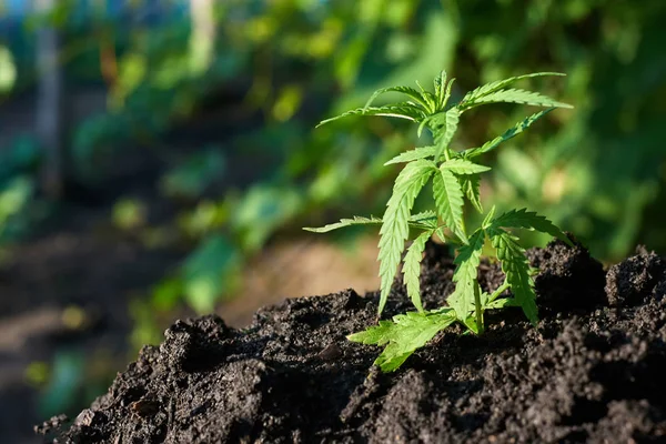 Uprawa konopi. Koncepcja Cannabis olej CBD, wyciąg medyczny. Gre — Zdjęcie stockowe