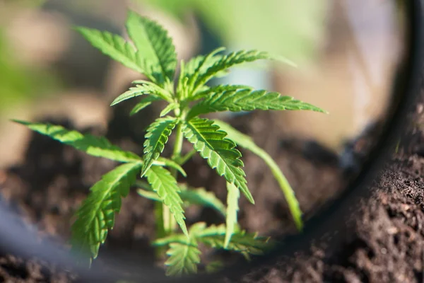 Hampa odling. Cannabis Concept CBD olja, medicinska extrakt. Gre — Stockfoto