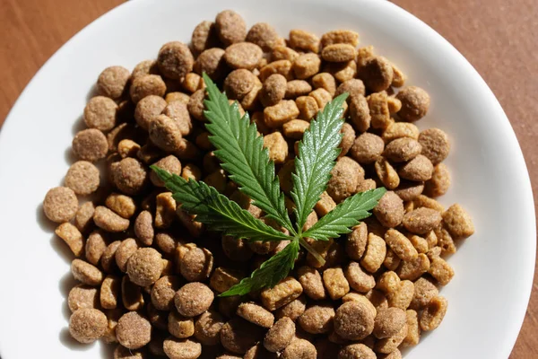 O yeşil bir yaprak ile beyaz yemekler köpekler ve kediler için davranır