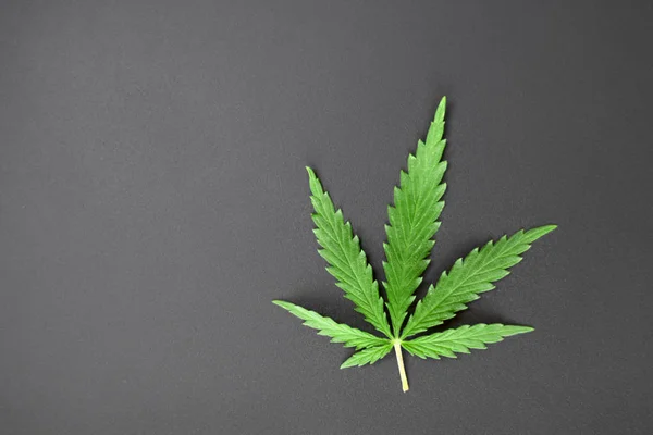 Grünes Blatt Cannabis auf dunklem Hintergrund. Marihuana mit Kopie — Stockfoto