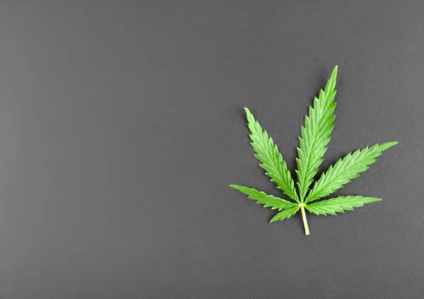Zielony liść konopi na ciemnym tle. Marihuana z kopią — Zdjęcie stockowe
