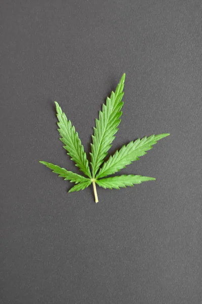 Hoja verde de cannabis sobre un fondo oscuro. Marihuana con copia —  Fotos de Stock
