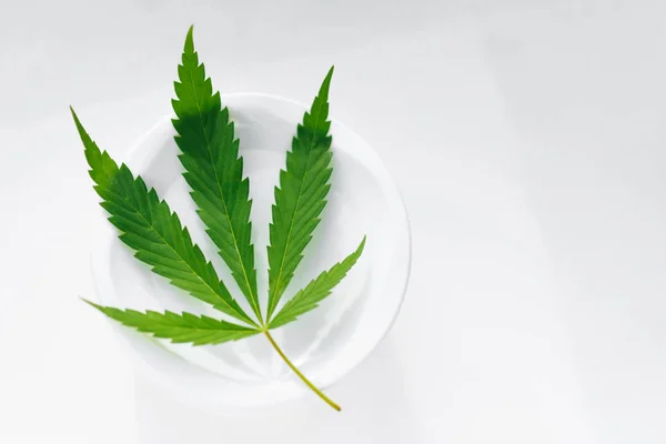 Yeşil kenevir in üst görünümü nemli açık bir kavanozda bırakır