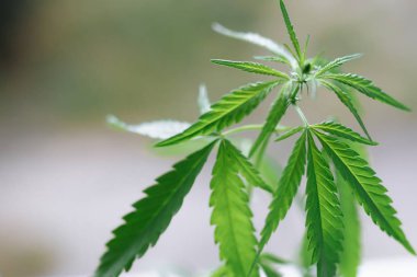 Marihuana yetiştirilmesi. Büyüyen esrar, güzel kenevir çalı Cbd