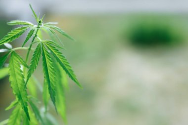 Marihuana yetiştirilmesi. Büyüyen esrar, güzel kenevir çalı Cbd