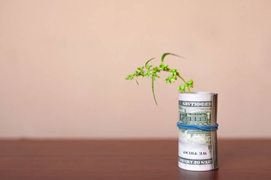 Para ve marihuana. Yeşil bitki kavramı Cbd kenevir büyümek. Sayfa