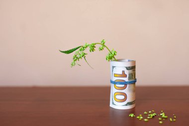 Para ve marihuana. Yeşil bitki kavramı Cbd kenevir büyümek. Sayfa