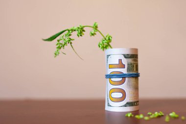 Hangi yeşil marihuana sp tüp şeklinde ABD doları dolar