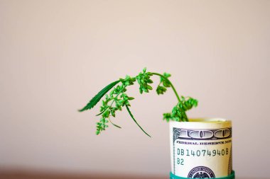 Bir lastik bant ile bağlı para tohum ve dolar ile Esrar