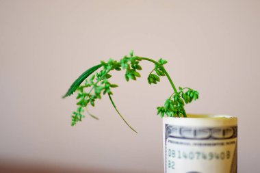 Bir kauçuk ile bağlı para tohum ve dolar ile Esrar Cbd 
