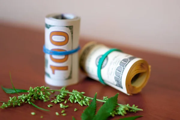 Cannabis with seeds and dollars in money tied with a rubber band — Stock Photo, Image